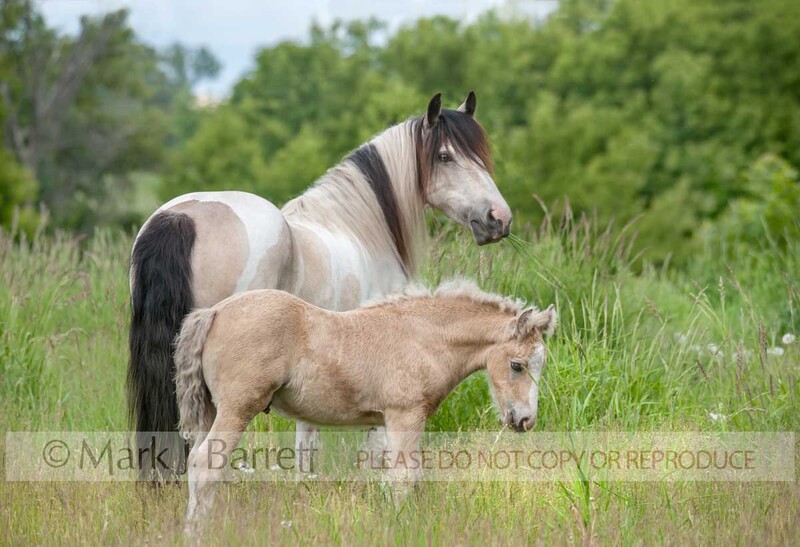 2318-6A.jpg :: adult female Paint horse grazing in tall grass meadow with young colt foal at her side