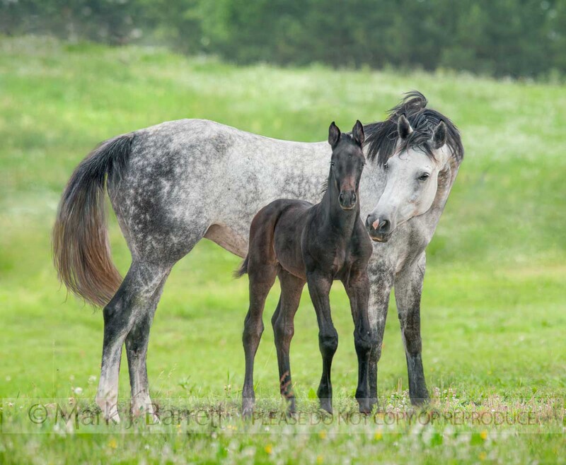 2321-14B(1).jpg :: Hanoverian Warmblood mare and foal