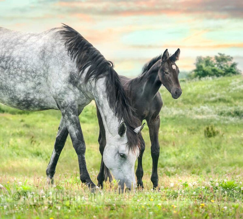 2321-17B(1).jpg :: Quarter Horse mare grazes pasture with curious young foal at side.