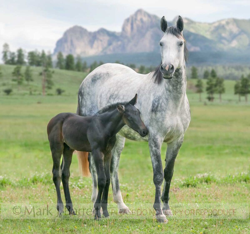 2321-28(1).jpg :: Warmblood  Hanoverian horse mare and foal