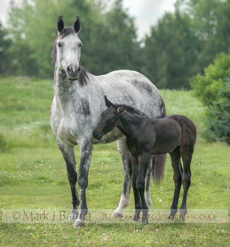 2321-28B.jpg :: Warmblood  Hanoverian horse mare and foal standing together in meadow.