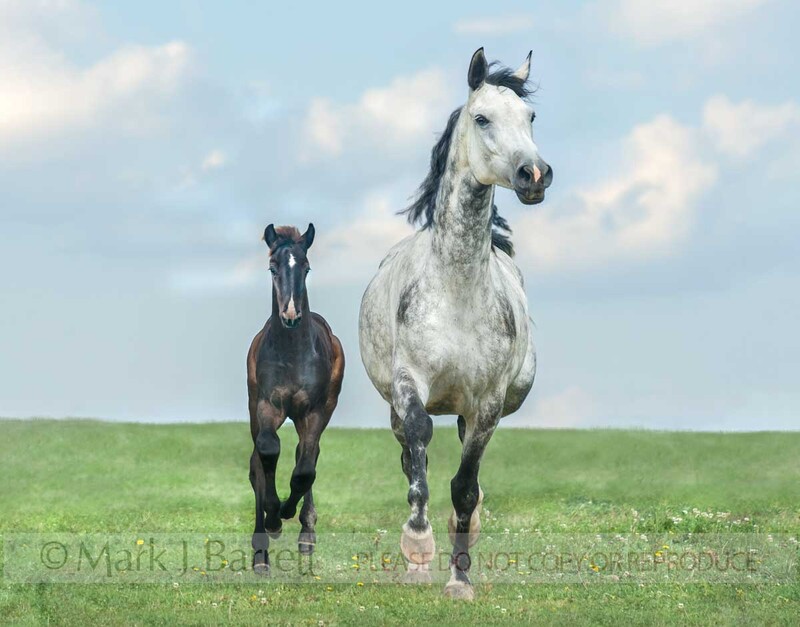 2321-47A(1).jpg :: Hanoverian Warmblood mare and foal