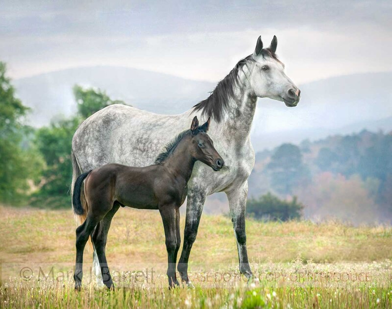 2321-9A(1).jpg :: Hanoverian mare and foal stand together on rise with morning fog on  mountain backdrop