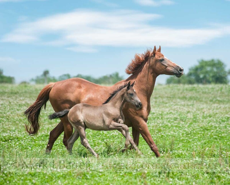2322-21A(1).jpg :: Hanoverian mare and foal