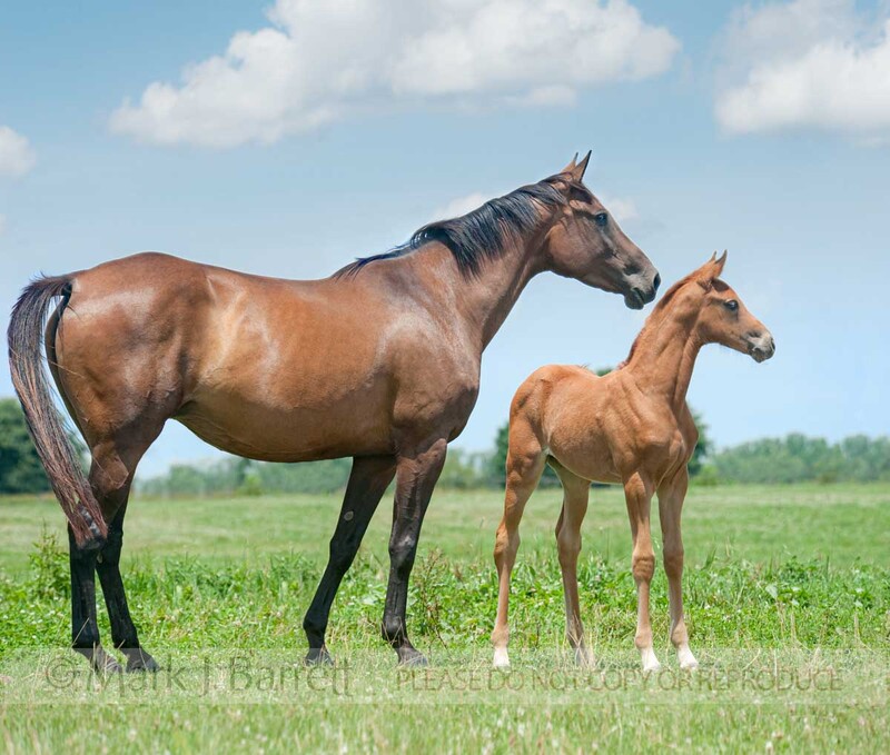 2322-3(1).jpg :: Hanoverian Warmblood mare and foal
