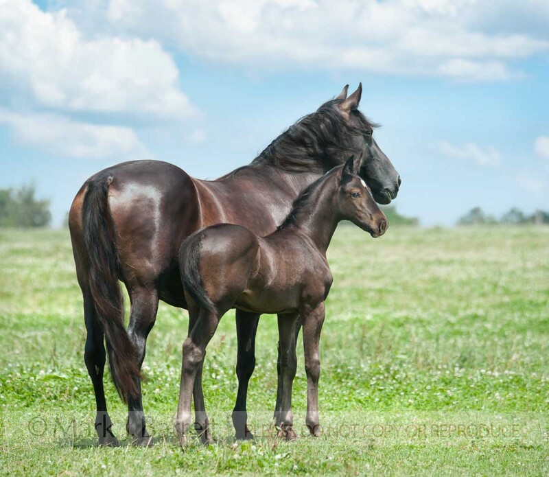 2322-4B.jpg :: Hanoverian Warmblood mare and foal