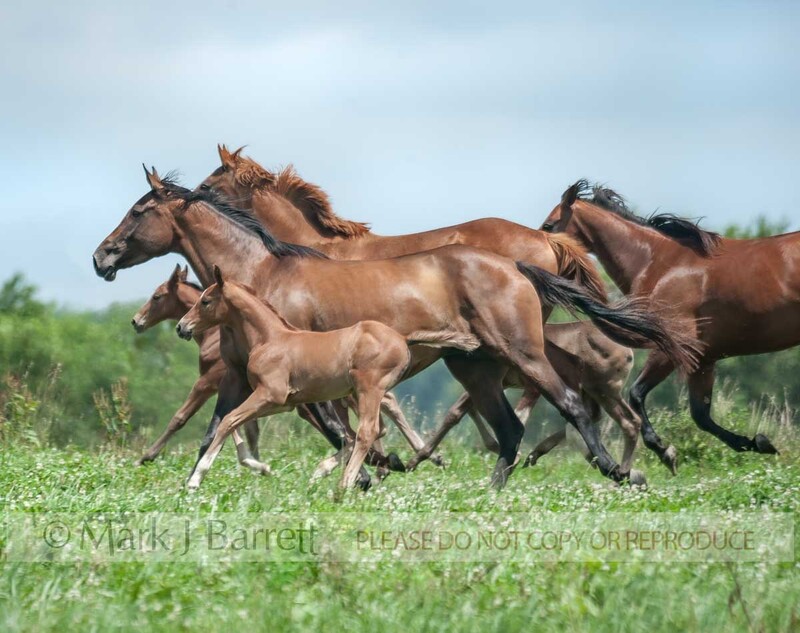 2323-17A(1).jpg :: Hanovarian Warmblood mare and foal horses run across wildflower field with clouds and blue sky