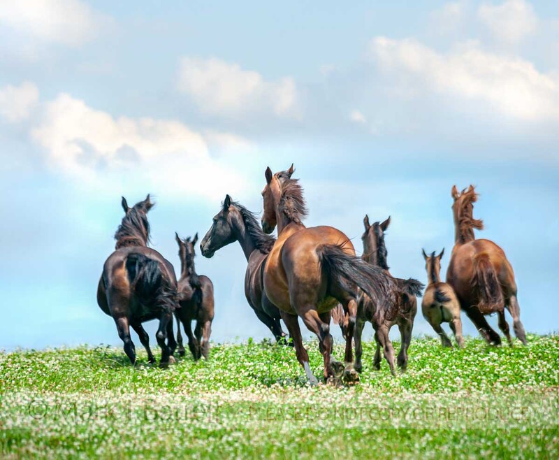 2323-5A(1).jpg :: High Point Hanoverians, Purina shoot