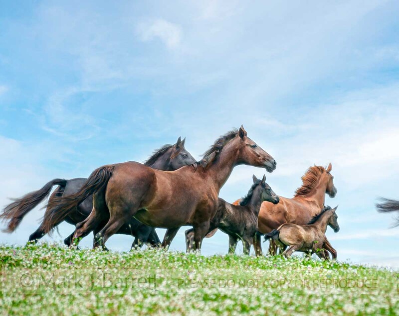 2323-6B(1).jpg :: Herd of Hanovarian warm blood mares and foals race across wildflower paddock