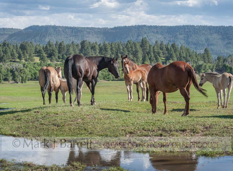 2328-14A.jpg :: herd of adult American Quarter Horse mares with foal babies in open alpine pasture vista