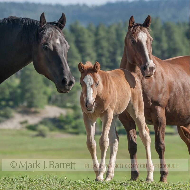 2328-8A.jpg :: adult female American Quarter Horses with foal in alpine pasture