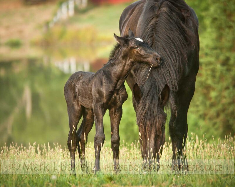 2331-44(1).jpg :: Percheron Draft Horse mare with newborn foal