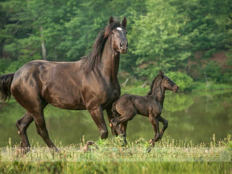 2331-55(1).jpg :: Percheron Draft Horse mare with newborn foal