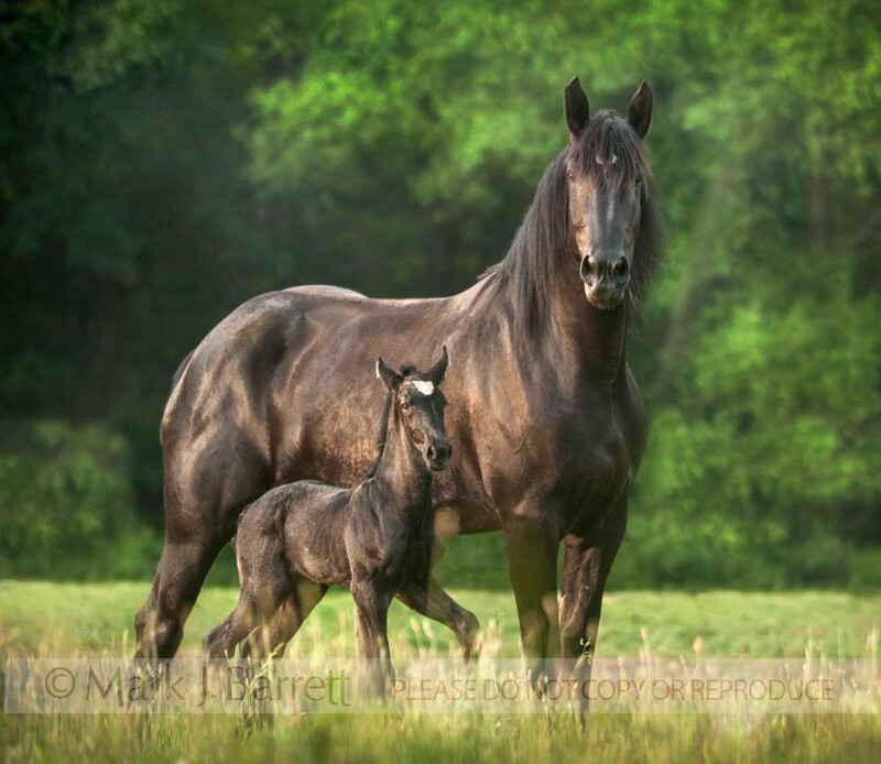 2331-62(2).jpg :: Percheron Draft Horse mare with newborn foal