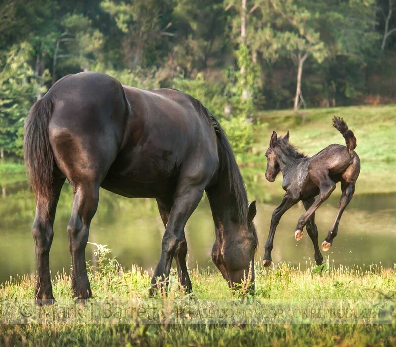 2331-9(1).jpg :: Percheron Draft Horse mare with newborn foal