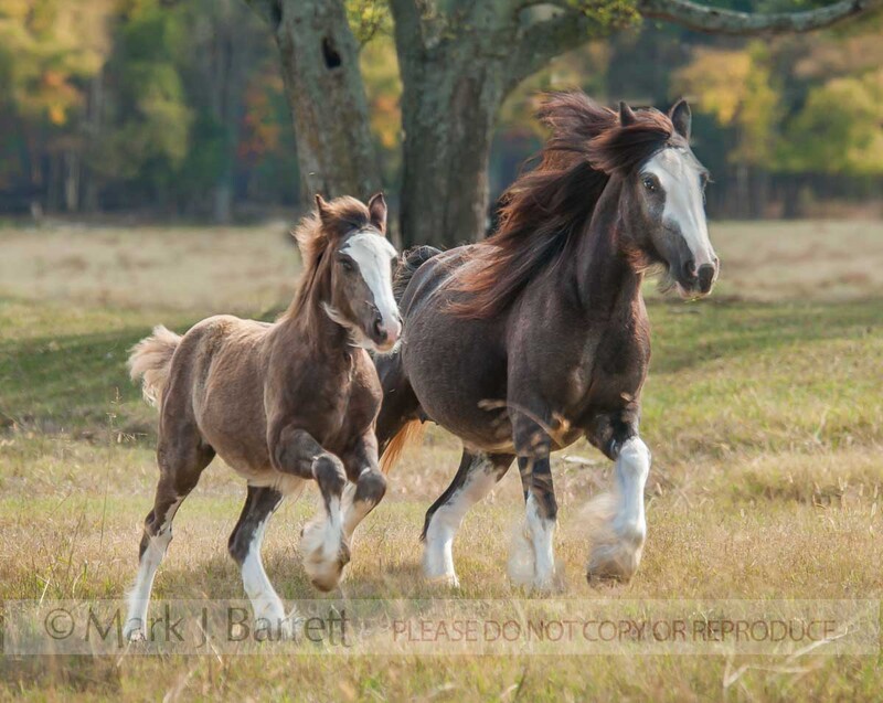 2333-45(3).jpg :: Gypsy Vanner Horse mare and foal