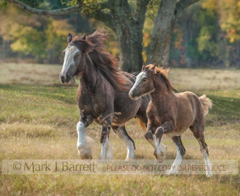 2333-45B(1).jpg :: Adult female Gypsy Vanner Horse mare runs in field with foal baby animal at side.