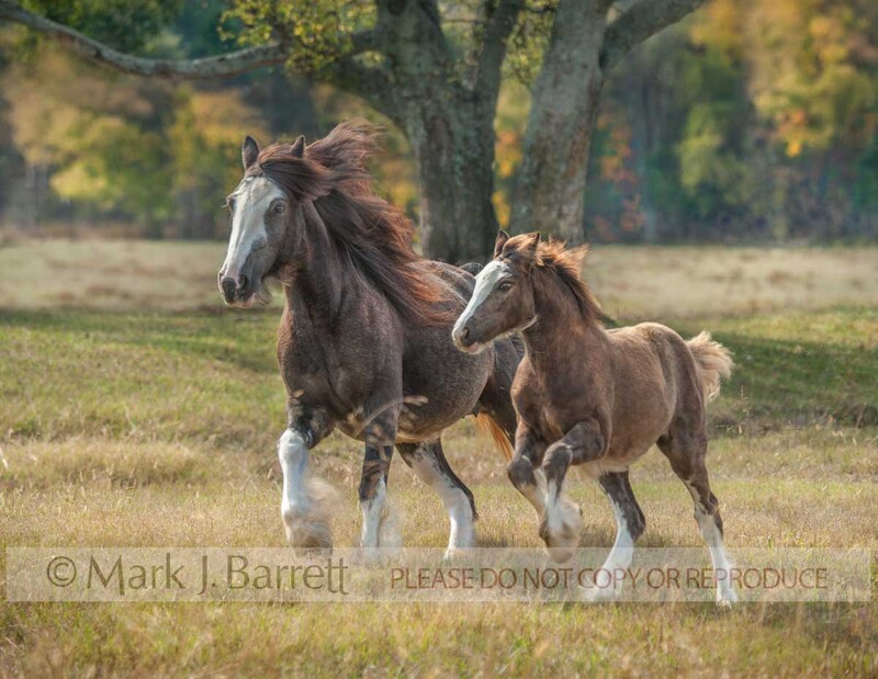 2333-45B.jpg :: Adult female Gypsy Vanner Horse mare runs in field with foal baby animal at side.
