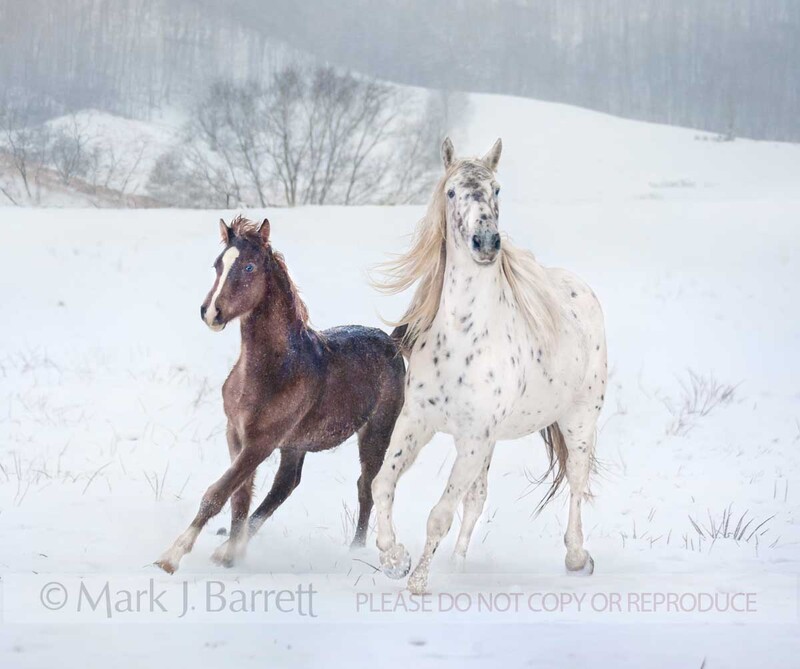 2334-18B(1).jpg :: Appaloosa mare with Warmblood foal in snowy field
