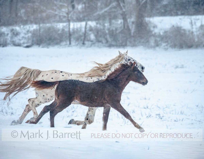 2334-40A.jpg :: adult female Appaloosa horse mare with foal at side in snowy field
