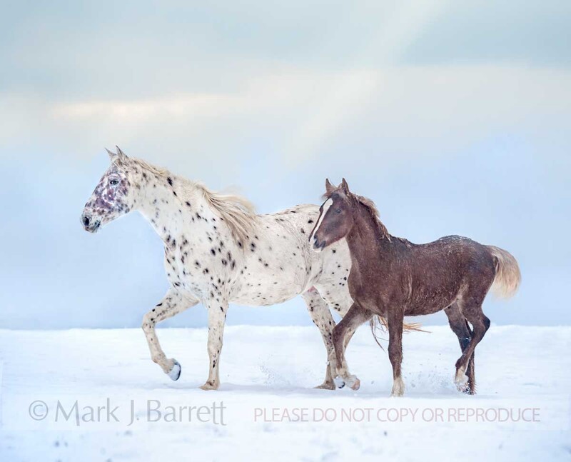 2334-51V(1).jpg :: Appaloosa mare with foal in snowy field WITH SUN RAYS THROUGH CLOUDS