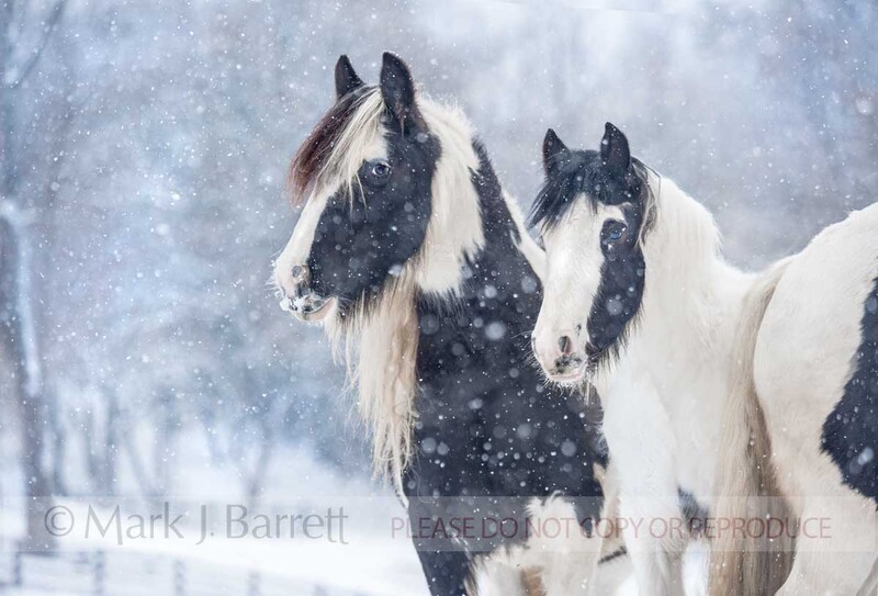 2335-20a(1).jpg :: Gypsy Vanner horse mare and foal in winter snow