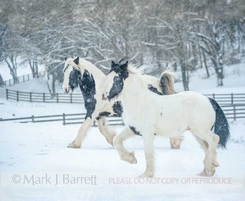 2335-7A(1).jpg :: Gypsy Vanner horse mare and foal in winter snow