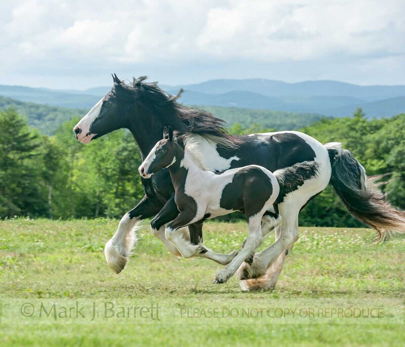 2348-12A(1).jpg :: Gypsy Vanner Horse mare & foal
