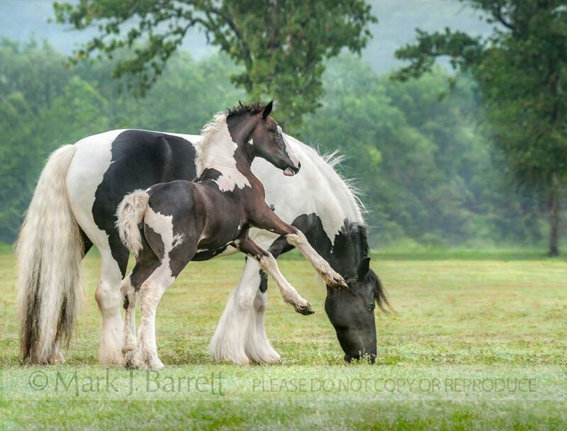 2350-2A(1).jpg :: Gypsy Vanner Horse mare & foal