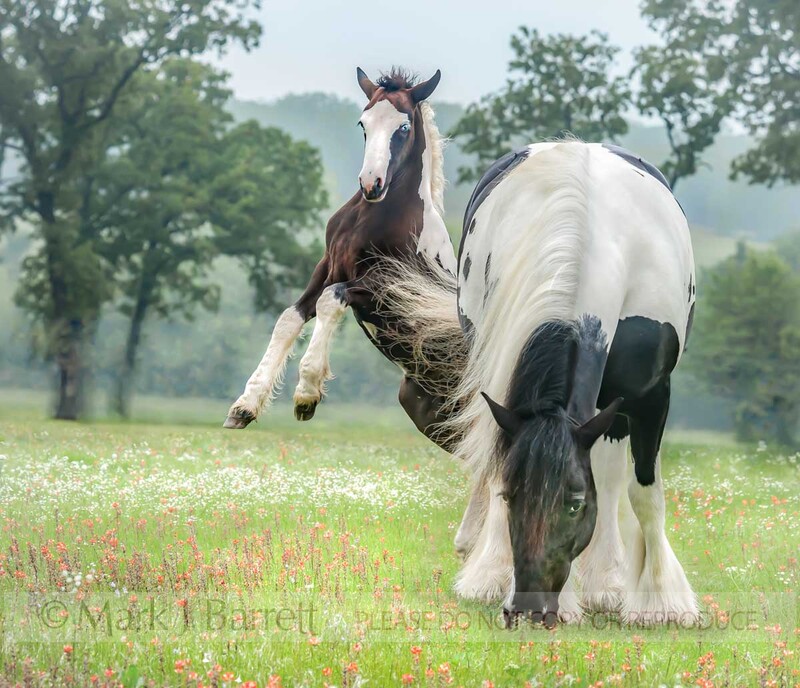 2350-3A(2).jpg :: Gypsy Vanner Horse mare & foal