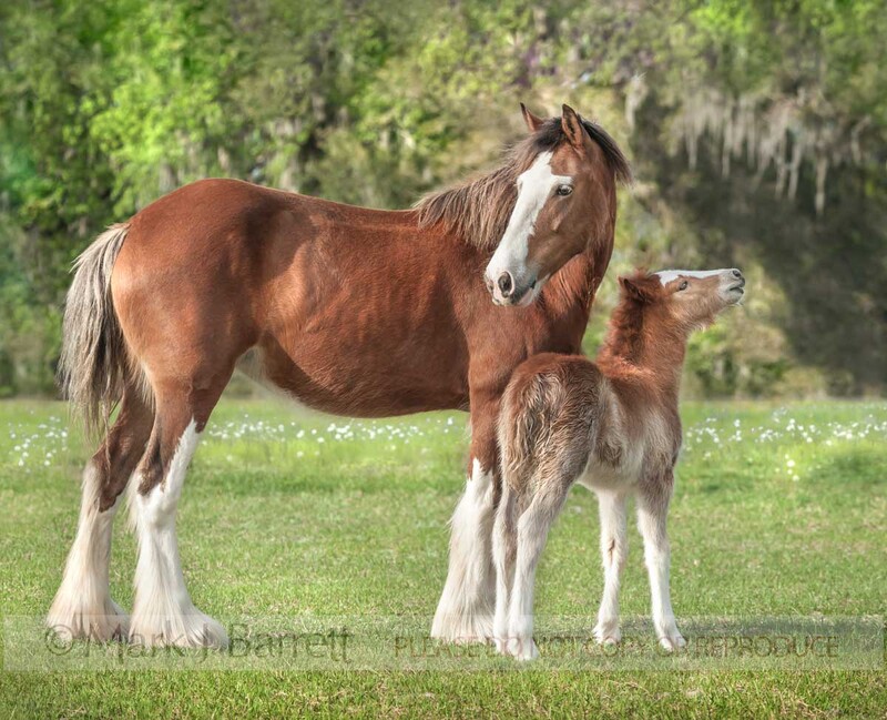 2351-4(1).jpg :: Clydesdale-pony cross foal