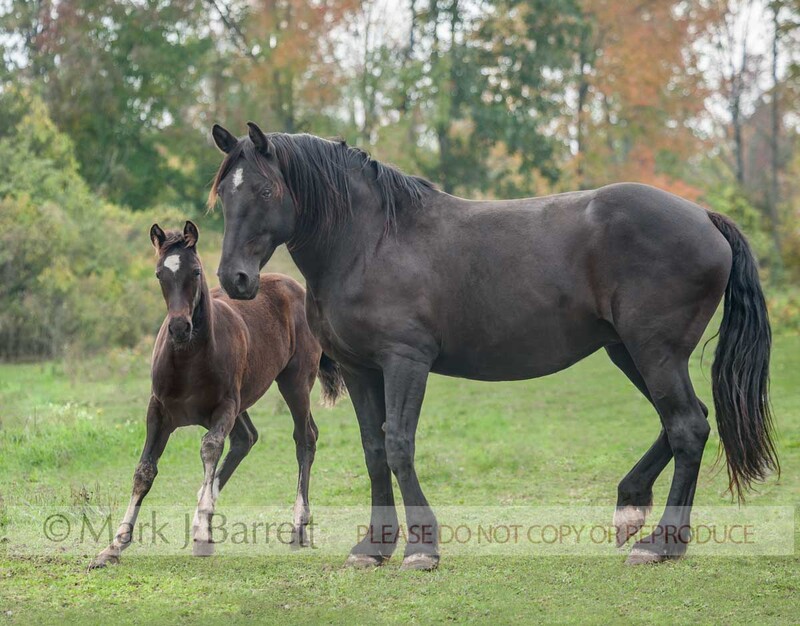 2356-8A(1).jpg :: Canadian Horse mare and foal baby in autumn field
