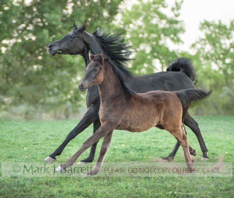 2359-21A.jpg :: Adult Arabian horse mare runs in field with her Friesian cross foal baby