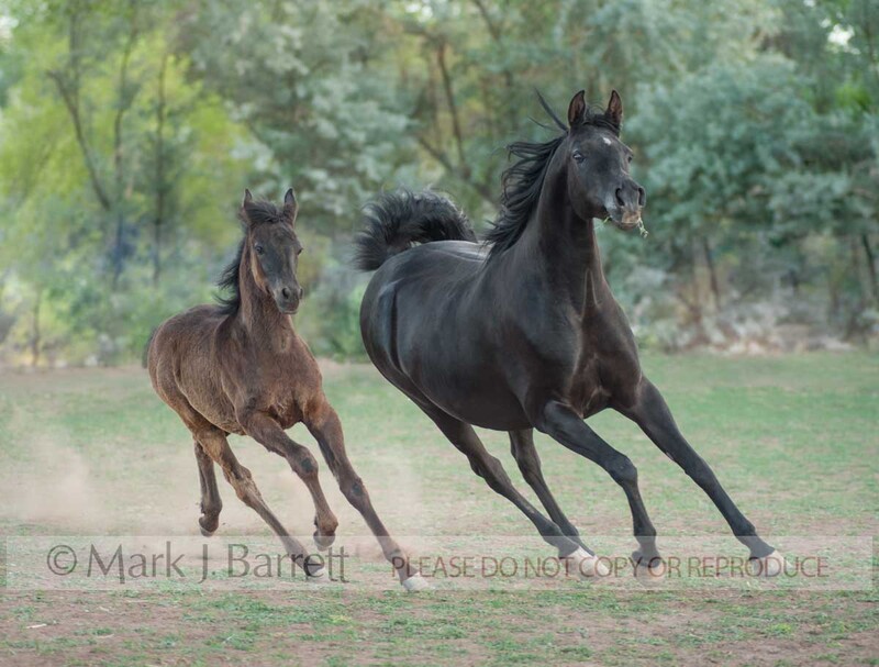 2359-25A.jpg :: Adult Arabian horse mare runs in field with her Friesian cross foal baby