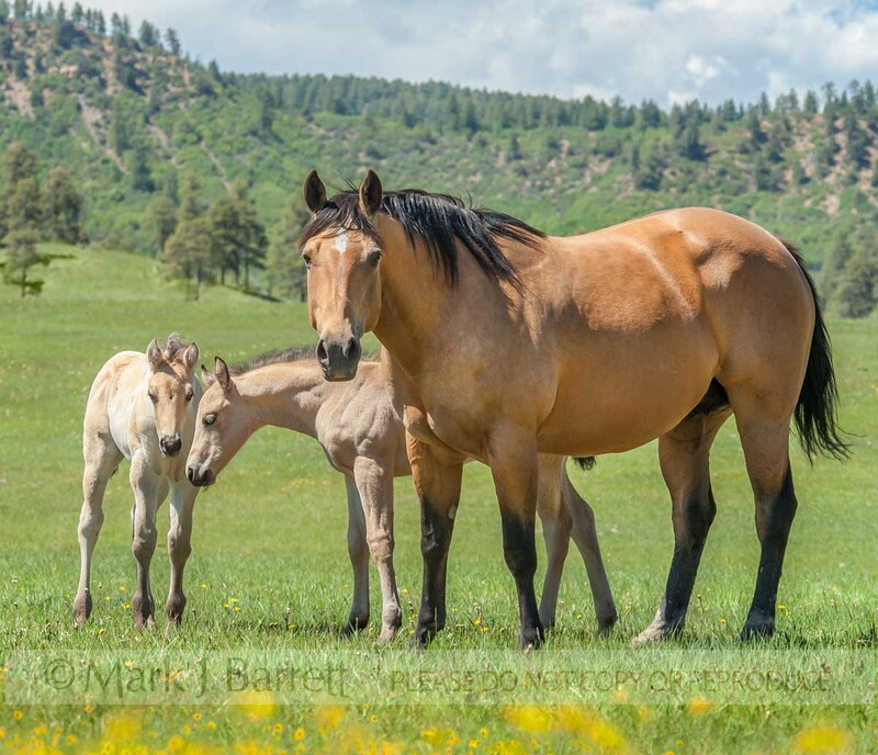 2360-18A(1).jpg :: adult female and babyQuarter horse mares and foals, southern Colorado