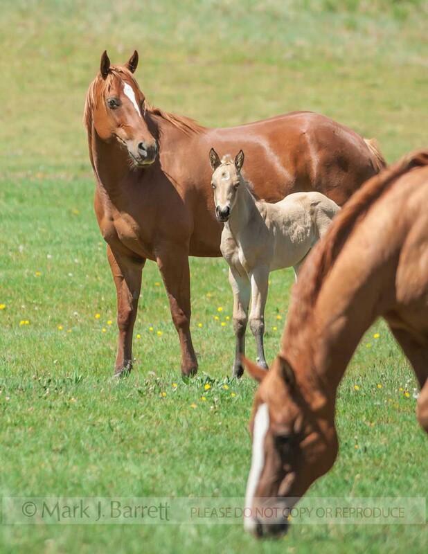 2360-39(1).jpg :: Quarter Horse mare with foal