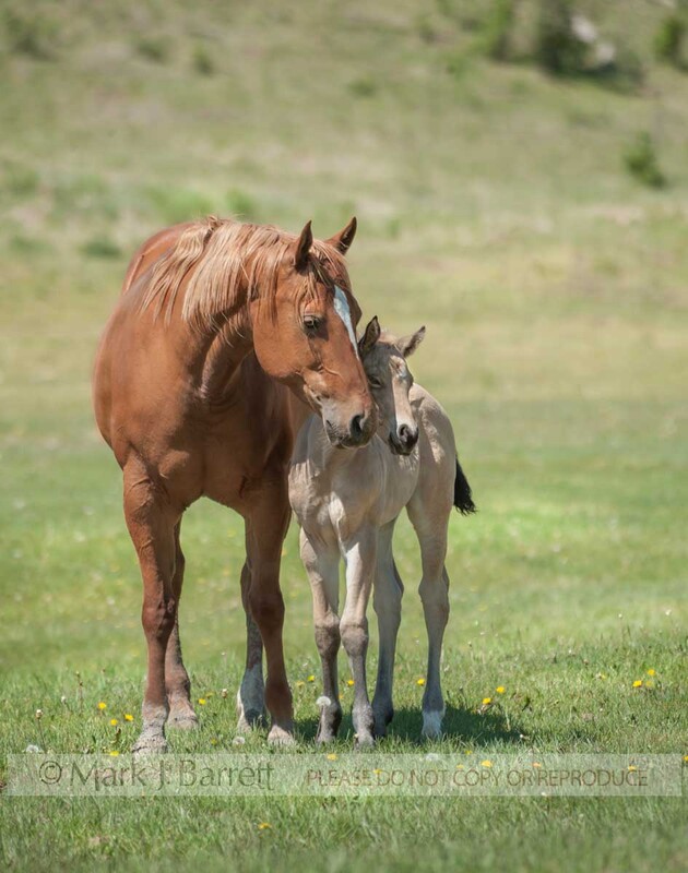 2360-40A.jpg :: Adult female American Quarter Horse mare with palomino foal at side in alpine field