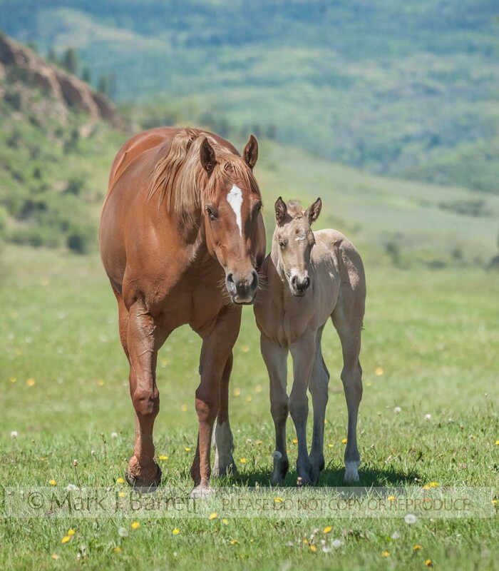 2360-42A(1).jpg :: Quarter Horse mare with foal