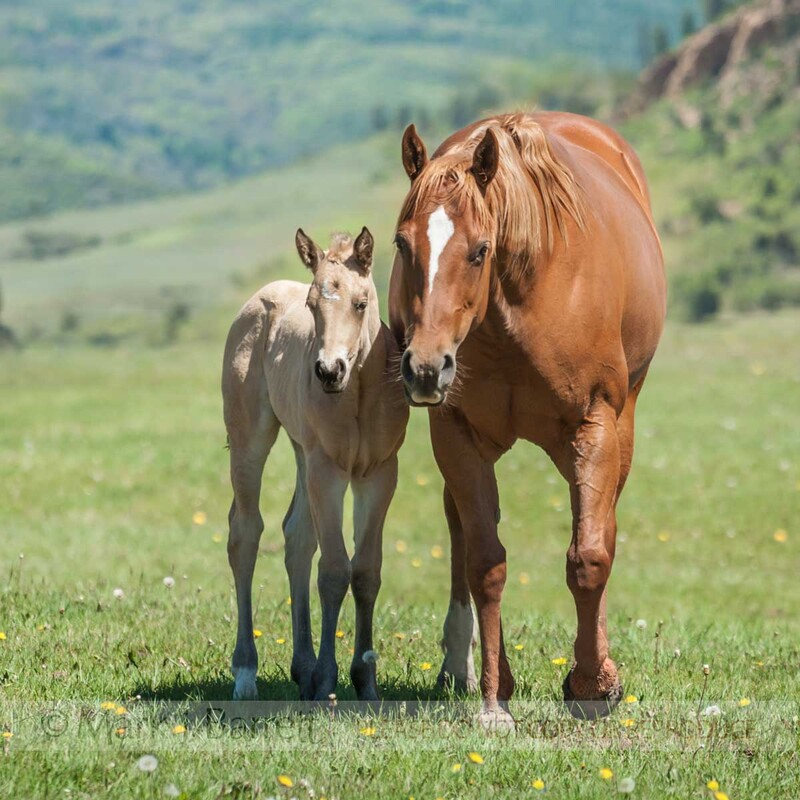 2360-42A.jpg :: Quarter Horse mare with foal