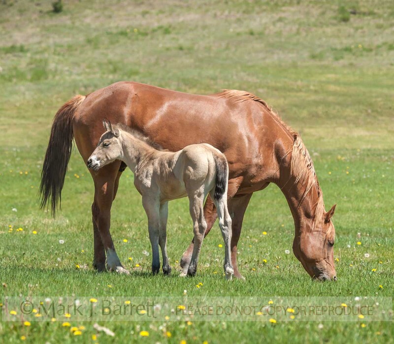 2360-45(1).jpg :: Quarter Horse mare with foal