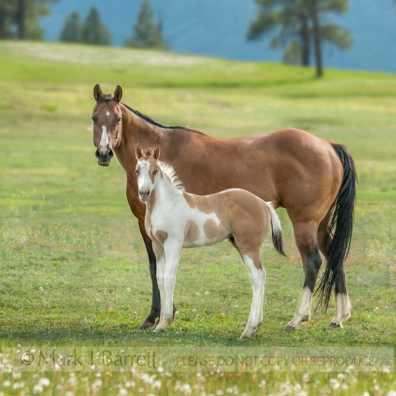 2361-6B(1).jpg :: Paint Quarter Horse mare with Paint foal
