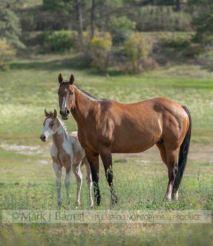 2361-9A.jpg :: American Paint Quarter Horse foal with mare mom at side in alpine field.