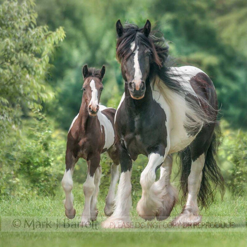2362-18A(1).jpg :: Gypsy Vanner Horse mare and foal