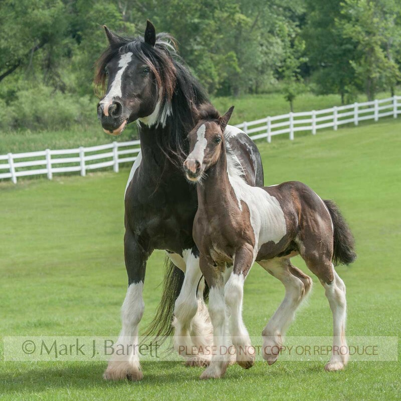 2362-44A(1).jpg :: adult female Gypsy Vanner Horse mare trots in grass field with foal baby close at side
