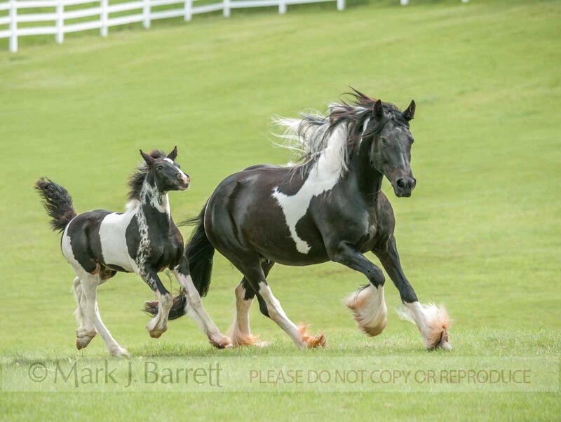 2363-5A(1).jpg :: Gypsy Vanner Horse mare and foal