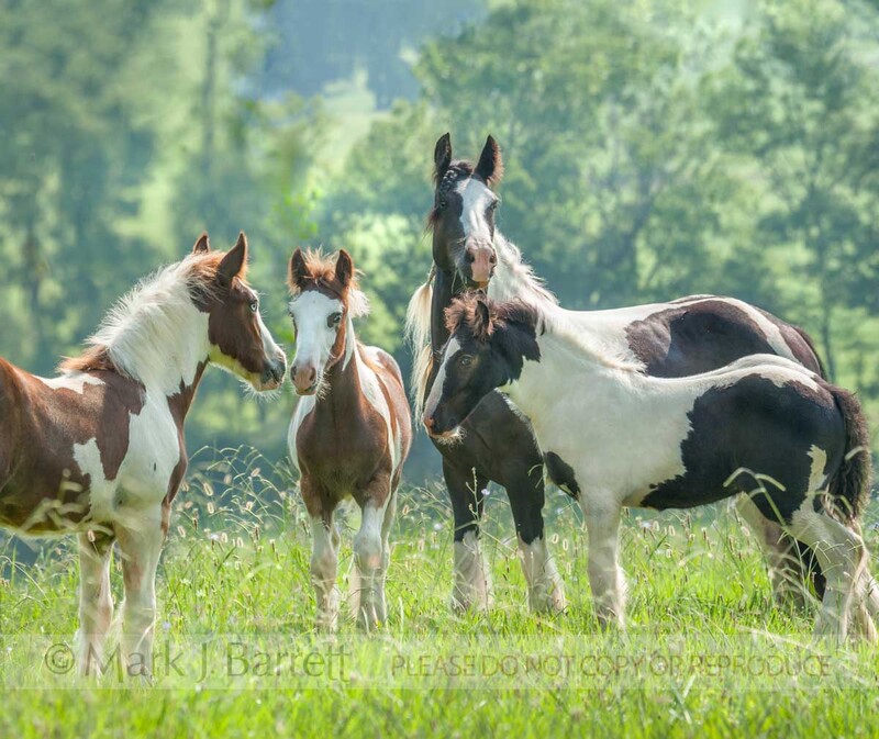 2367-1B(1).jpg :: Three foals greet in wildflower meadow with mare