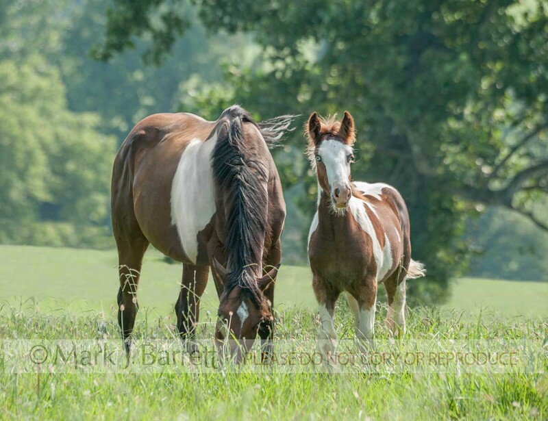 2367-27A.jpg :: adult femlae Paint Horse mare grazes tall grass meadow with alert spotted foal baby at side
