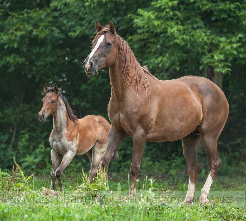 2368-13(1).jpg :: Quarter Horse mare and foal IN FIELD