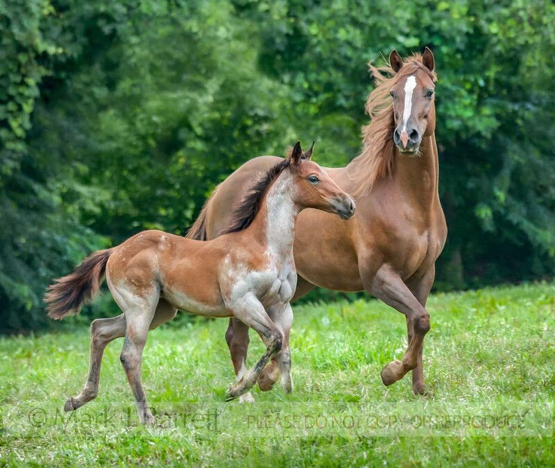 2368-24A(1).jpg :: adult and baby Quarter Horse mare and foal