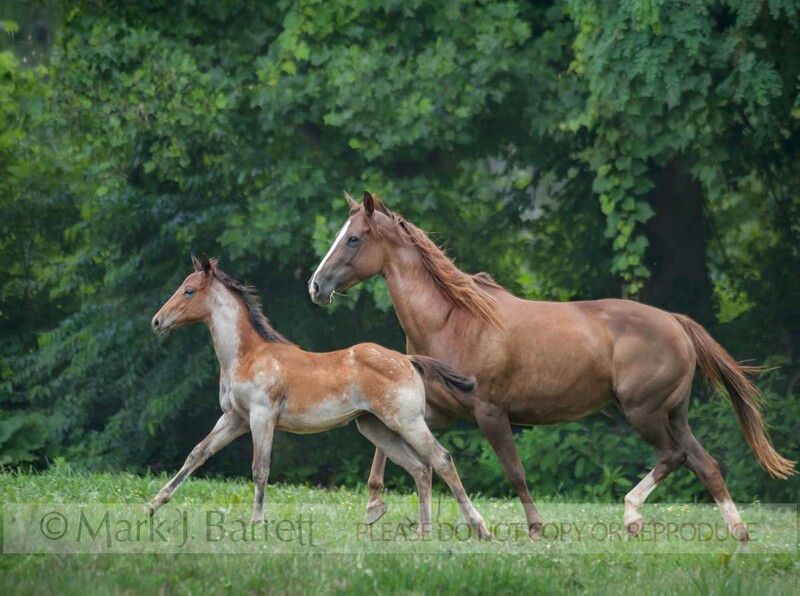 2368-4(1).jpg :: Quarter Horse mare and foal